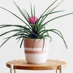 Τιλάντσια η κυανή (Tillandsia cyanea-συν. Wallisia cyanea) Φυτό - Ανθοφόρα Φυτά Τιλάντσιες