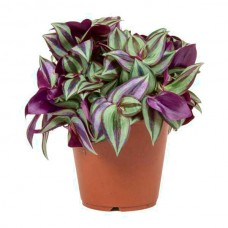 Τραδεσκάντια ζεμπρίνα ή Τηλέγραφος (Tradescantia zebrina)