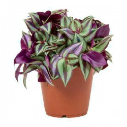 Τραδεσκάντια ζεμπρίνα ή Τηλέγραφος (Tradescantia zebrina)