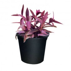 Τηλέγραφος Μωβ (Tradescantia pallida) | Κόκκινο Φύλλωμα