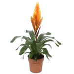 Flaming Sword (Vriesea splendens-syn. Lutheria splendens) Plant - Flaming Swords Flowering Plants