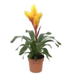 Flaming Sword (Vriesea splendens-syn. Lutheria splendens) Plant - Flaming Swords Flowering Plants