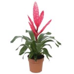 Flaming Sword (Vriesea splendens-syn. Lutheria splendens) Plant - Flaming Swords Flowering Plants