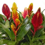Flaming Sword (Vriesea splendens-syn. Lutheria splendens) Plant - Flaming Swords Flowering Plants