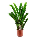 Ζάμια ή Ζαμιοκούλκας (Zamioculcas zamiifolia) | Πράσινα Φυτά για Γλάστρα & Κήπο Ζάμια ή Ζαμιούλκας (Zamioculcas zamiifolia)