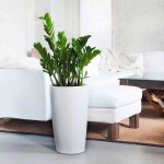 Ζάμια ή Ζαμιοκούλκας (Zamioculcas zamiifolia) | Πράσινα Φυτά για Γλάστρα & Κήπο Ζάμια ή Ζαμιούλκας (Zamioculcas zamiifolia)