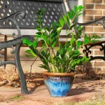 Ζάμια ή Ζαμιοκούλκας (Zamioculcas zamiifolia) | Πράσινα Φυτά για Γλάστρα & Κήπο Ζάμια ή Ζαμιούλκας (Zamioculcas zamiifolia)