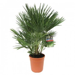 Χαμαίρωπας Χουμίλις (Chamaerops humilis) Φοίνικας