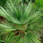 European Fan Palm (Chamaerops humilis) Palms European Fan Palms (Chamaerops humilis) | Kipogeorgiki