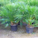 European Fan Palm (Chamaerops humilis) Palms European Fan Palms (Chamaerops humilis) | Kipogeorgiki