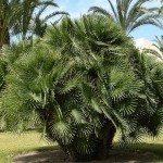 European Fan Palm (Chamaerops humilis) Palms European Fan Palms (Chamaerops humilis) | Kipogeorgiki