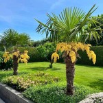 Χαμαίρωπας Εξέλσα ή Τραχύκαρπος (Χαμαίρωψ ο υψικάρηνος: Chamarops excelsa-συν. Τραχύκαρπος ο φορτούνειος: Trachycarpus fortunei) Φοίνικας Δέντρο - Φοίνικες Χαμαίρωπες