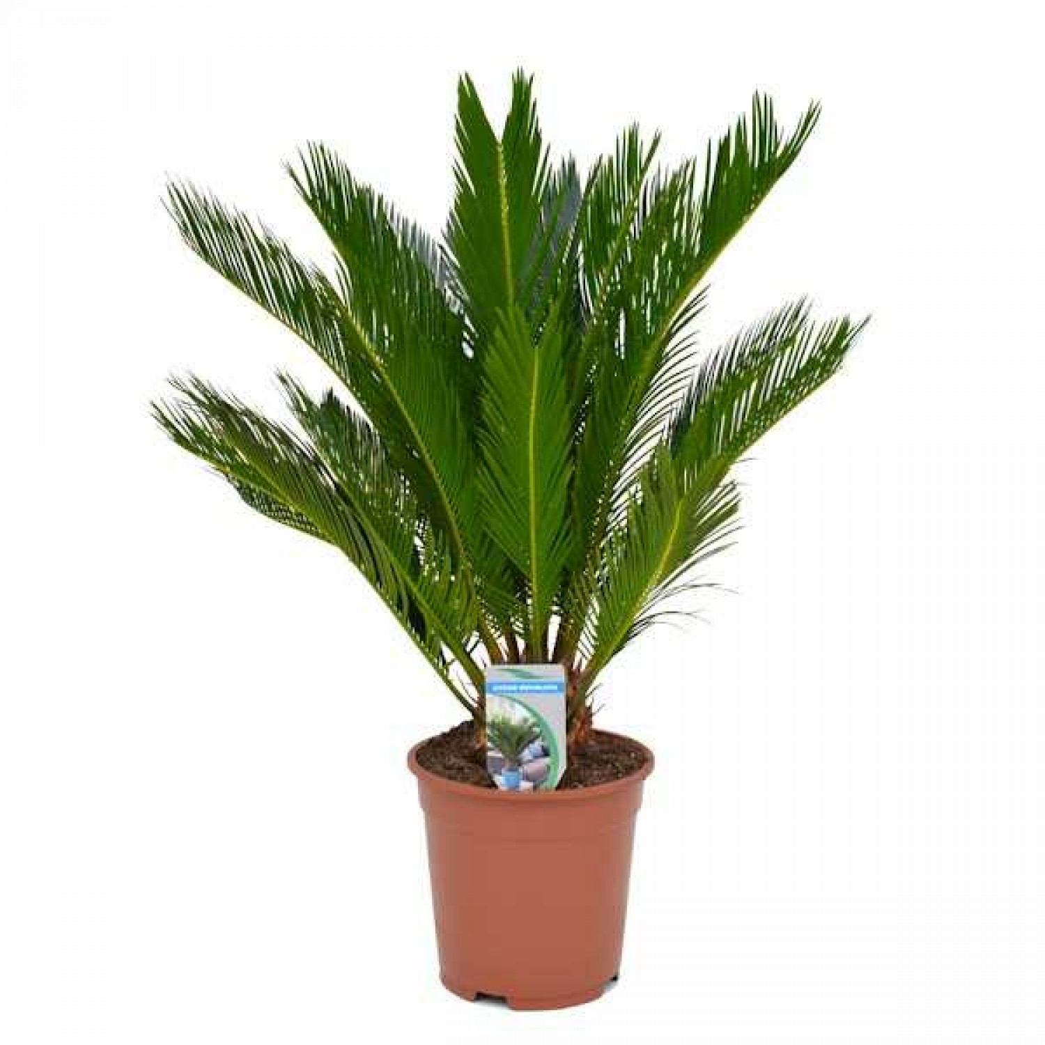 Τσίκας ή Κύκας (Cycas revoluta) | Φοινικοειδή Φυτά Τσίκας ή Κύκας (Cycas revoluta) | Κηπογεωργική
