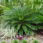Τσίκας ή Κύκας (Cycas revoluta) | Φοινικοειδή Φυτά Τσίκας ή Κύκας (Cycas revoluta) | Κηπογεωργική