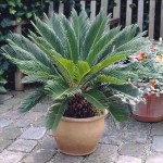 Τσίκας ή Κύκας (Cycas revoluta) | Φοινικοειδή Φυτά Τσίκας ή Κύκας (Cycas revoluta) | Κηπογεωργική