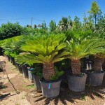 Τσίκας ή Κύκας (Cycas revoluta) | Φοινικοειδή Φυτά Τσίκας ή Κύκας (Cycas revoluta) | Κηπογεωργική