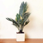Τσίκας ή Κύκας (Cycas revoluta) | Φοινικοειδή Φυτά Τσίκας ή Κύκας (Cycas revoluta) | Κηπογεωργική