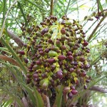 Φοίνικας ρομπελίνι (Phoenix roebelenii-Φοίνικας ο ρεβελένειος) Φυτό Τροπικό Δέντρο - Φοίνικες Ρεβελένειοι-Τροπικά Δέντρα