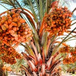 Χουρμαδιά (Phoenix dactylifera) Δέντρο - Φοίνικες