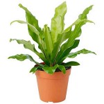 Bird's Nest Fern (Asplenium nidus) Plant - Foliage Plants-Ferns
