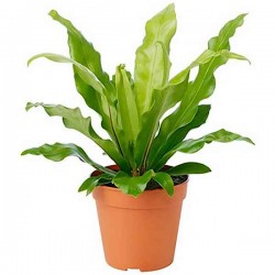 Ασπλένιουμ Φτέρη (Asplenium nidus) Φυτό - Πτεριδόφυτα Ασπλένιουμ-Φτέρες