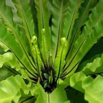 Bird's Nest Fern (Asplenium nidus) Plant - Foliage Plants-Ferns