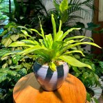 Bird's Nest Fern (Asplenium nidus) Plant - Foliage Plants-Ferns