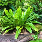Bird's Nest Fern (Asplenium nidus) Plant - Foliage Plants-Ferns
