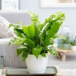 Bird's Nest Fern (Asplenium nidus) Plant - Foliage Plants-Ferns