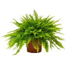 Φτέρη της Βοστώνης ή Νεφρολέπις (Nephrolepis exaltata) Φυτό - Πτεριδόφυτα Νεφρολέπιδες-Φτέρες