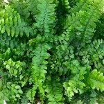 Φτέρη της Βοστώνης ή Νεφρολέπις (Nephrolepis exaltata) Φυτό - Πτεριδόφυτα Νεφρολέπιδες-Φτέρες