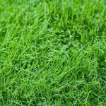 Turfgrass Rolls ATLANTAS Turfgrass Rolls ATLANTAS | kipogeorgiki.live