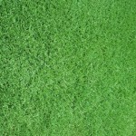 MAROKO Ready Lawn | kipogeorgiki.live