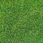 PROMITHEAS Ready Lawn PROMITHEAS Ready Lawn | kipogeorgiki.live