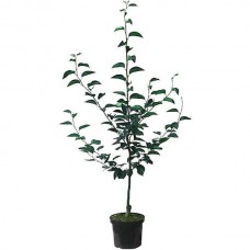 Japanese Pear or Nashi Pear Trees (Pyrus pyrifolia)