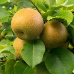 Αχλαδομηλιά ή Ασιατική Αχλαδιά Δέντρο (Pyrus pyrifolia) Οπωροφόρο Αχλαδομηλιές ή Νασί Δέντρα (Pyrus pyrifolia) | Οπωροφόρα