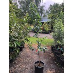Αχλαδομηλιά ή Ασιατική Αχλαδιά Δέντρο (Pyrus pyrifolia) Οπωροφόρο Αχλαδομηλιές ή Νασί Δέντρα (Pyrus pyrifolia) | Οπωροφόρα