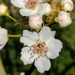 Αχλαδομηλιά ή Ασιατική Αχλαδιά Δέντρο (Pyrus pyrifolia) Οπωροφόρο Αχλαδομηλιές ή Νασί Δέντρα (Pyrus pyrifolia) | Οπωροφόρα