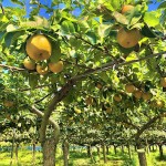 Αχλαδομηλιά ή Ασιατική Αχλαδιά Δέντρο (Pyrus pyrifolia) Οπωροφόρο Αχλαδομηλιές ή Νασί Δέντρα (Pyrus pyrifolia) | Οπωροφόρα