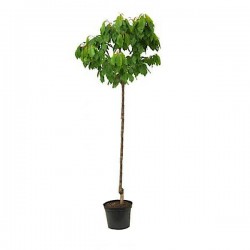 Βυσσινιές Δέντρα (Prunus cerasus L.) | Οπωροφόρα