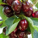 Sour Cherry Tree (Prunus cerasus L. - syn. Cerasus vulgaris) Sour Cherry Trees (Prunus cerasus L. - syn. Cerasus vulgaris)