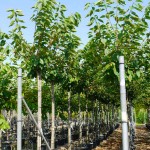 Sour Cherry Tree (Prunus cerasus L. - syn. Cerasus vulgaris) Sour Cherry Trees (Prunus cerasus L. - syn. Cerasus vulgaris)