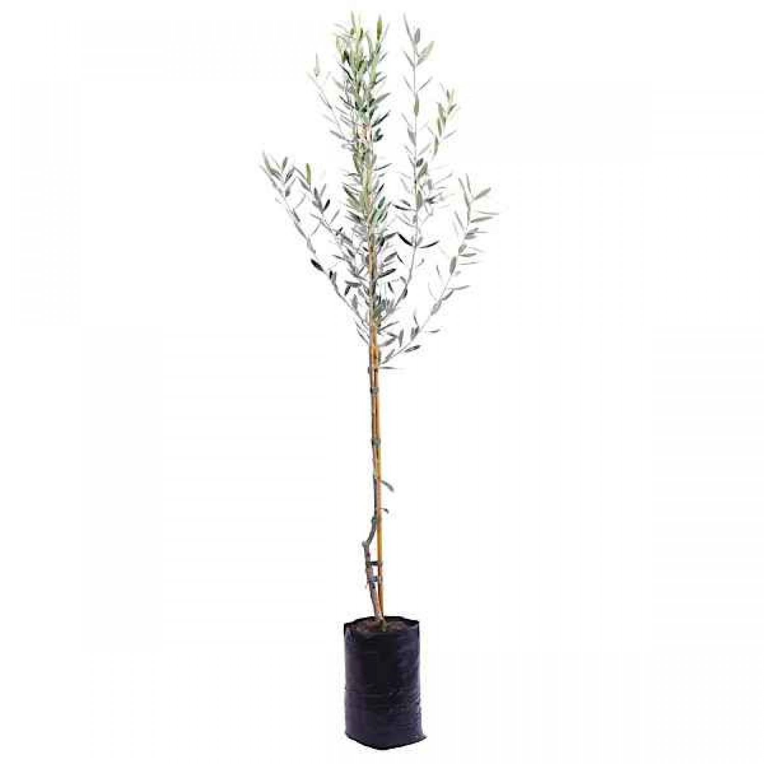 White Olive Tree Leucolea-Olea europaea var. leucocarpa