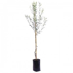 Λευκή Ελιά Λευκοελιά Ασπροελιά-Olea europaea var. leucocarpa