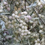 White Olive Tree Leucolea-Olea europaea var. leucocarpa