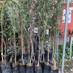 White Olive Tree Leucolea-Olea europaea var. leucocarpa