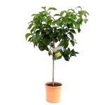 Pomelo or Pummelo (Citrus maxima-Citrus grandis) Tree Pomelo or Pummelo (Citrus maxima-syn. Citrus grandis) Tree - Citrus Trees