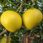 Pomelo or Pummelo (Citrus maxima-Citrus grandis) Tree Pomelo or Pummelo (Citrus maxima-syn. Citrus grandis) Tree - Citrus Trees