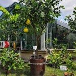 Pomelo or Pummelo (Citrus maxima-Citrus grandis) Tree Pomelo or Pummelo (Citrus maxima-syn. Citrus grandis) Tree - Citrus Trees