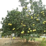 Pomelo or Pummelo (Citrus maxima-Citrus grandis) Tree Pomelo or Pummelo (Citrus maxima-syn. Citrus grandis) Tree - Citrus Trees